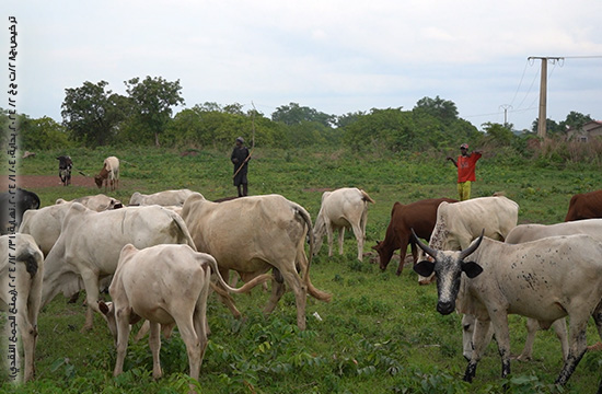 صورة مشروع مزرعة أبقار