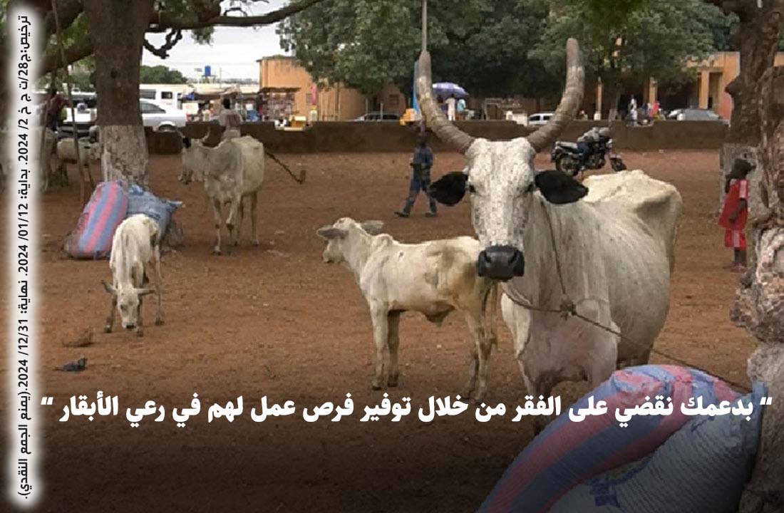 صورة إنتاج حيواني - أبقار